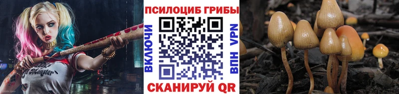 где найти наркотики  Сясьстрой  Псилоцибиновые грибы MAGIC MUSHROOMS 